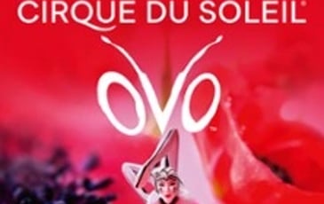 Cirque du Soleil: OVO