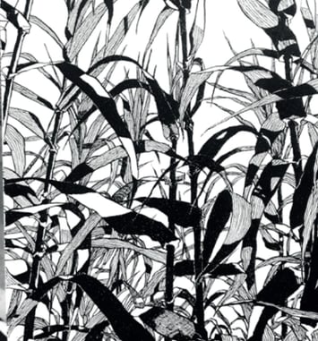 Primavera, Lignes Fertiles : Rencontre et Dessins