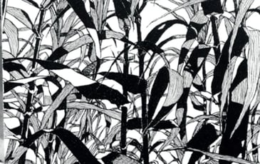 Primavera, Lignes Fertiles : Rencontre et Dessins