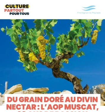 Du Grain Doré au Divin Nectar : l'AOP Muscat, 90 ans de Passion