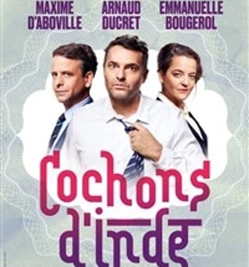 Cochons d'Inde
