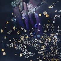 Exposition "Red bloom. Photographies d'Alice Pallot"