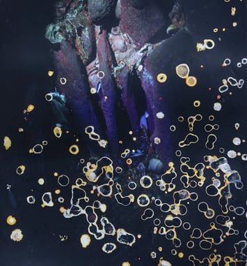 Exposition "Red bloom. Photographies d'Alice Pallot"