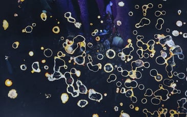 Exposition "Red bloom. Photographies d'Alice Pallot"