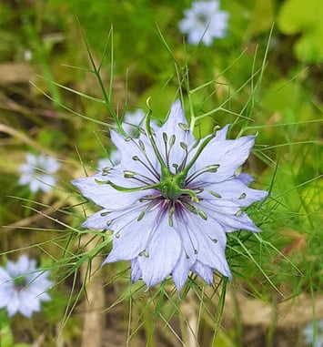 Exposition photos du jardin