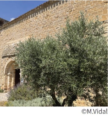 Visite de la chapelle romane Saint-Geniès de Litenis