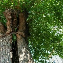 Venez découvrir l'histoire de cet arbre remarquable !