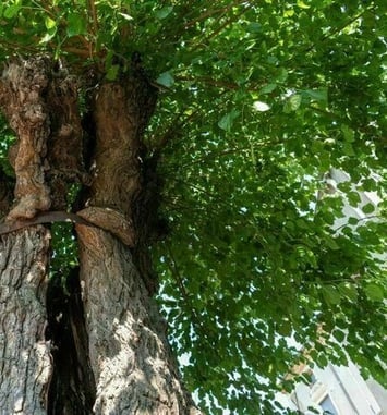 Venez découvrir l'histoire de cet arbre remarquable !