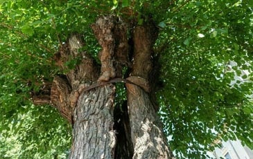 Venez découvrir l'histoire de cet arbre remarquable !