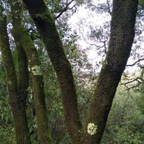 Arbres et arbustes indigènes : des arbres et des savoirs