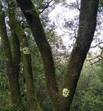 Arbres et arbustes indigènes : des arbres et des savoirs