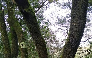 Arbres et arbustes indigènes : des arbres et des savoirs