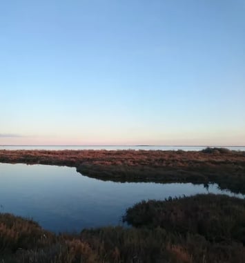 Zone humide de la Conque à Mèze : venez découvrir votre patrimoine naturel