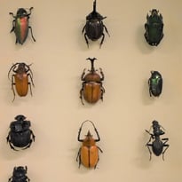 Visites guidées