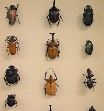 Visites guidées