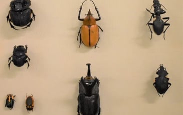 Visites guidées