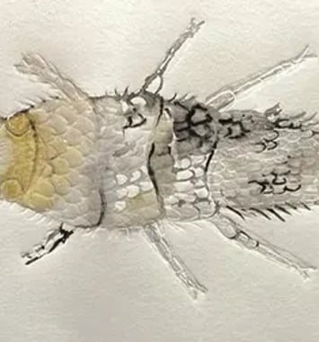 Atelier en famille : «Poisson d'argent»