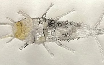 Atelier en famille : «Poisson d'argent»