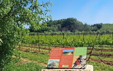 Visite commentée du sentier de découverte, de la cave et dégustation