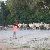Chants paturés