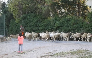 Chants paturés