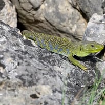 Promenade au cœur de la garrigue : entre patrimoine bâti et patrimoine vivant