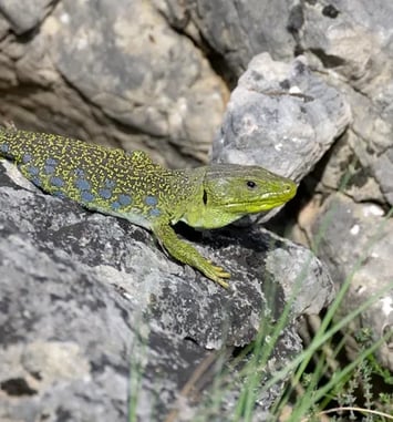 Promenade au cœur de la garrigue : entre patrimoine bâti et patrimoine vivant