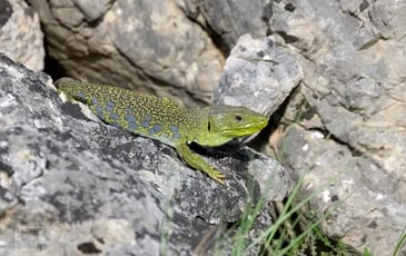 Promenade au cœur de la garrigue : entre patrimoine bâti et patrimoine vivant