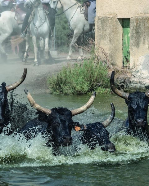« L'Âme de la Camargue : Traditions et Passions », Exposition de Jean-Paul Chambon