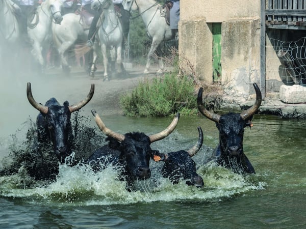 « L'Âme de la Camargue : Traditions et Passions », Exposition de Jean-Paul Chambon